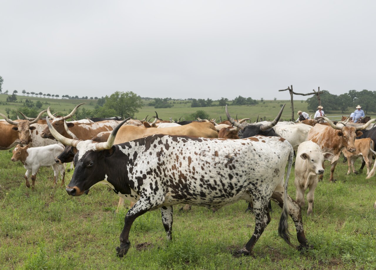 Title: Cowhands drive the 200-head longhorn herd at the 1,800-acre Lonesome Pine Ranch, a working cattle ranch that is part of the Texas Ranch Life ranch resort near Chappell Hill in Austin County, Te